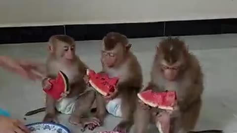 3 Obediently Waiting Mom Cut Watermelon To Eat