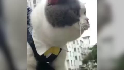 these cats can speak english better than hooman