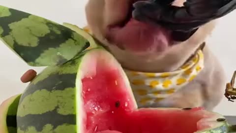 Today baby Dog 🐕 watermelon 🍉