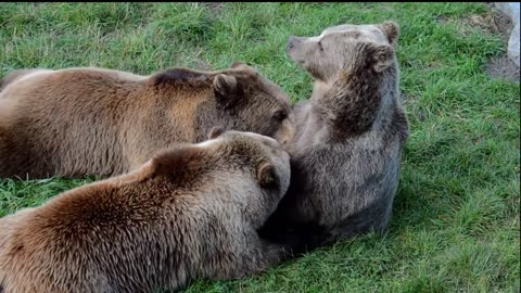 Brown Bear | Black Bear | Stock Footage | Full HD
