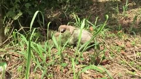 Mom Sloth crossing a street with her baby on the back.