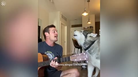 Musician performs an EPIC duet with his husky - Singing Husky