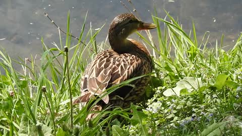 Mallard Duck The Wild Duck Bird Animals Plumage