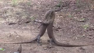 INDONESIAN KOMODO DRAGONS FIGHT