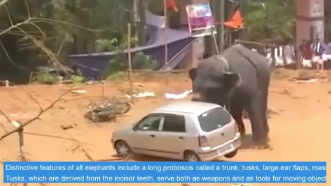 ANGRY ELEPHANT DESTROYED CAR, UNSTOPPABLE FORCE!!!!