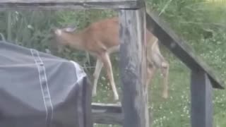 Buck at our Back Deck