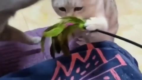 Funny cat 🐈 reaction 🤣🤣 #funnycat #catreaction #catfunny