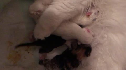newborn kittens fighting while nursing