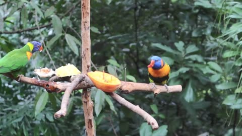 20240131 Lorikeet (Parrot)