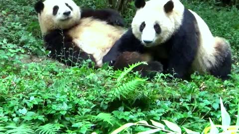 playful panda