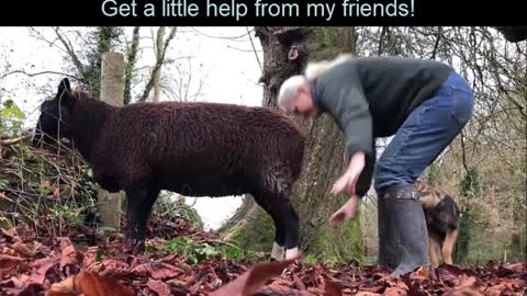 A sheep distress, shorts video