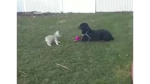 Puppy bark vs rottweiler bark