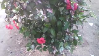 A beautiful tree full of red hibiscus flowers, very cute! [Nature & Animals]