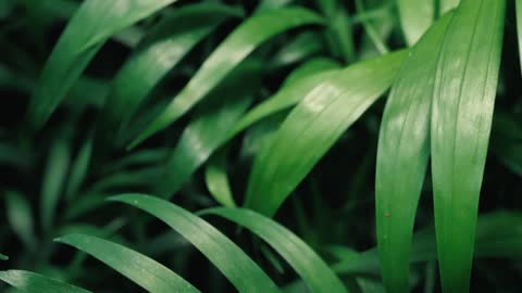 Green leaves close up