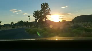 Sunset Joshua Tree