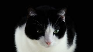 Piercing stare cat!!🙀