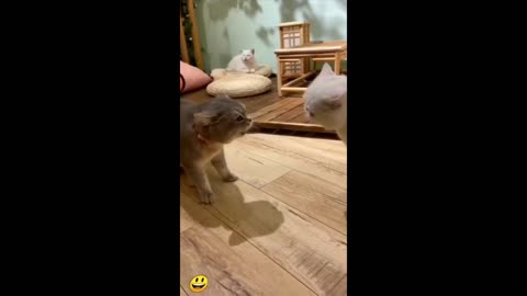 Cats Fighting and Meowing _ Funniest Animals 2023 😂 Funniest Cats and Dogs 😺