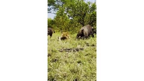 The herd of buffalo attacked the lion