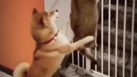 Clever dog helps a cat