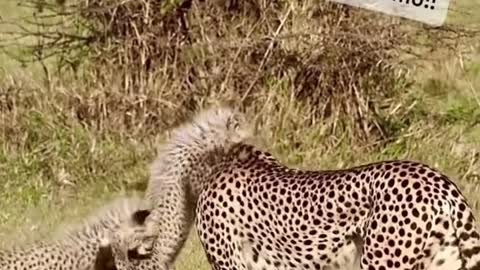 Cheetah mom with her cubs