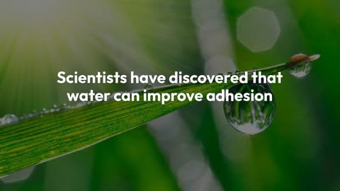 New Research Challenges Conventional Wisdom on Wet Surface Adhesion