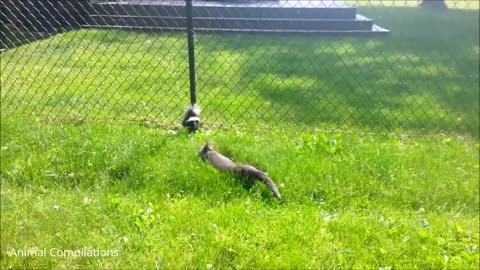 Baby Skunks Trying To Spray - Funniest Compilation