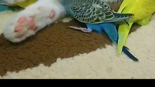 Parrots want to cuddle with their mum cat, mum's cuddles are the best