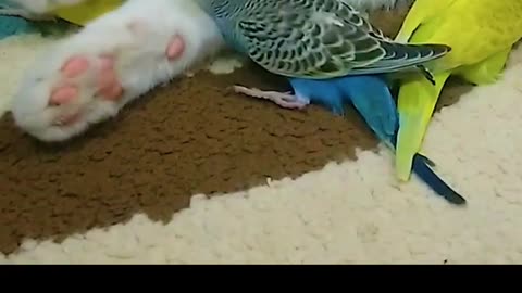 Parrots want to cuddle with their mum cat, mum's cuddles are the best