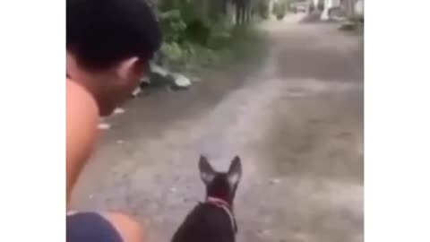 dog charging