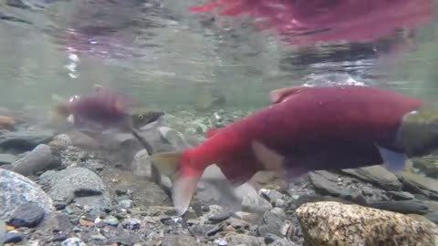 salmon defending their territory