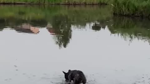 Happy French bulldog