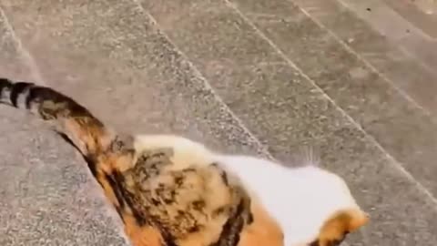 Funniest Animals Video - Best Cats and Dogs Videos