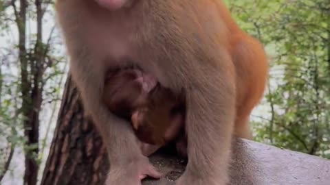 Monkey protect his kid