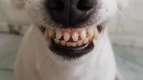 Funny Laughing Dog With Fake Teeth