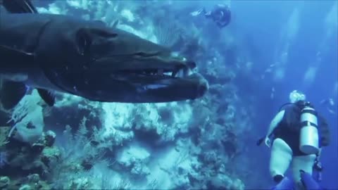 Curious Barracuda Bumping Into Camera - Belize-