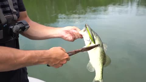 RECORD Day of TOPWATER Fishing! (LOADED w/ GIANT Bass)