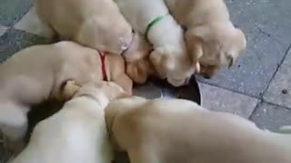 Labrador puppies move in sync during meal time