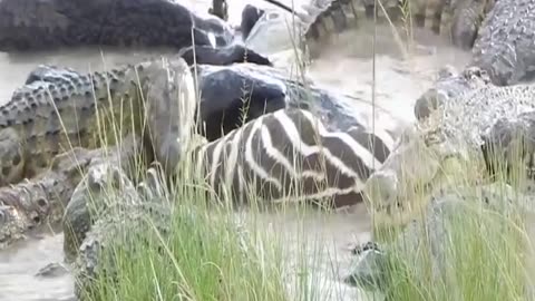 Crocodile eating zebra