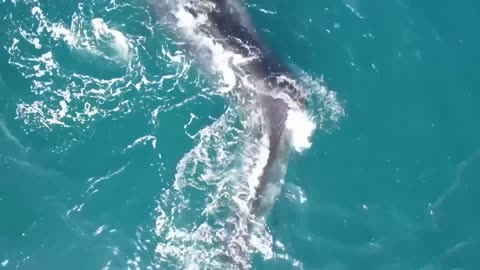 55-Foot-Long Whale Has Severe Case of Scoliosis(1080P_HD)