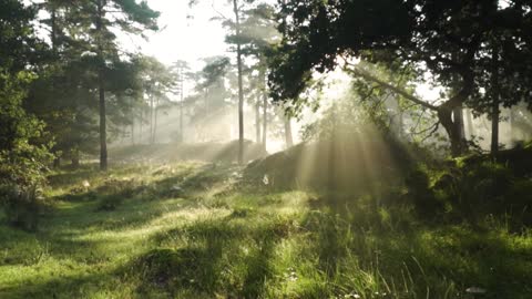 FOREST VIEWS ##