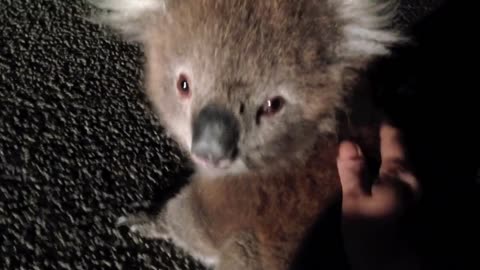 Koala Needs Help Crossing The Road