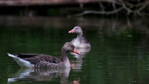 greylag goose goose water