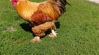 Tristan the rooster crows ;-)