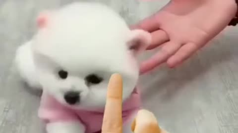 Super cute Puppy video || Keep Smile in Your Face