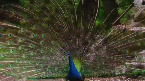 Peacock Facts | PEACOCK | INTERESTING | FACTS