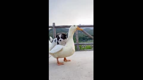 Cute Dog Duck Friends