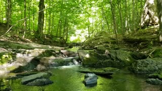 4K Nature Stream Birds Gentle Water Sounds 🕊 Meditation, Relaxation, Work, Study 🦁✨💫