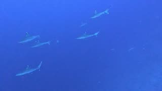 Crazy silvertip sharks storm on North Fakarava