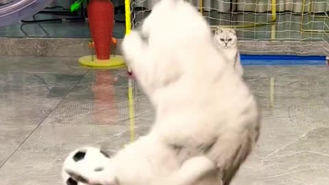 Funny cat 2023 #short vidéo cat