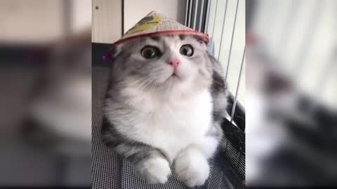 Cute and Funny Baby Cat Videos Compilation